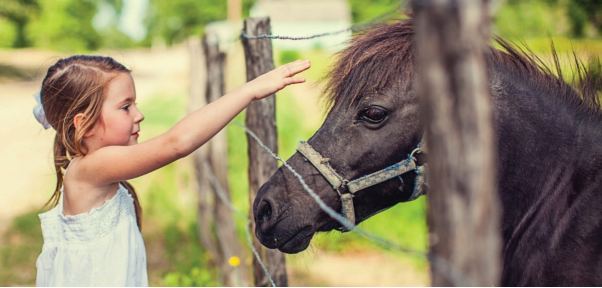 A young girl and a young horse