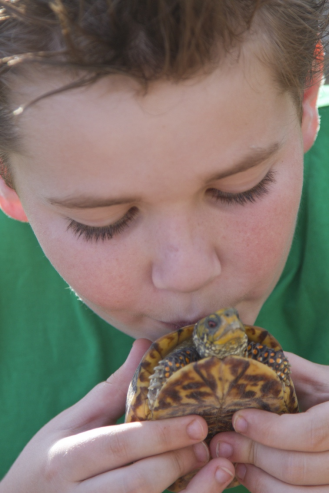 a young boy with a green shirt kisses the shell of a box turtle