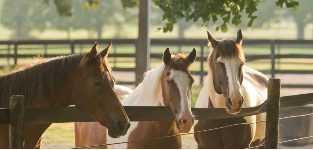 horses in a paddock at Millican Reserve