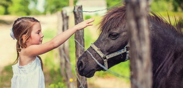 A young girl reaching out to touch a black pony's face